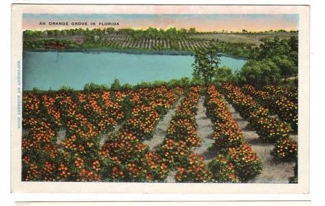 Details About Ca 1920 Postcard An Orange Grove In Florida Orange Grove Florida Outdoor