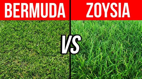 Bermuda Vs Zoysia Pros Cons And Tips To Help You Choose The Best