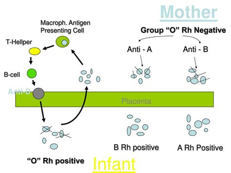 Ppt Alloimmune Hemolytic Disease Of The Fetus Newborn Rh