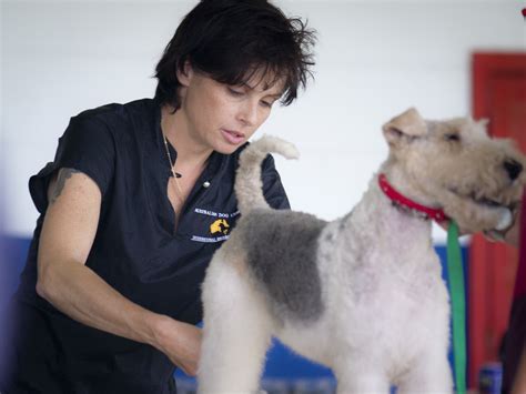 Check out local dog grooming prices. Australian Dog Grooming in Niddrie, Melbourne, VIC, Pet ...