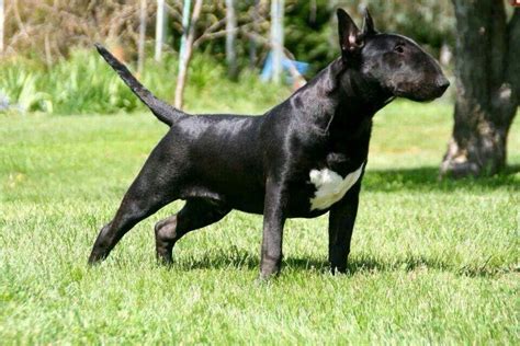 Black Bullie Miniature Bull Terrier Bull Terrier Black Bull Terrier