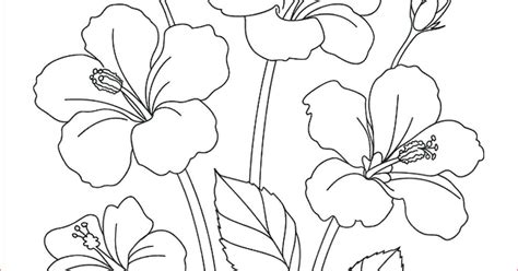 contoh gambar sketsa flora terbaru