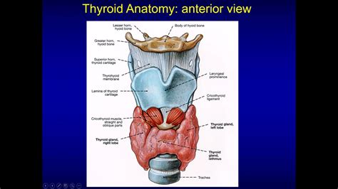 Neck Ultrasonography Thyroid Anatomy Thyroid Gland Gland