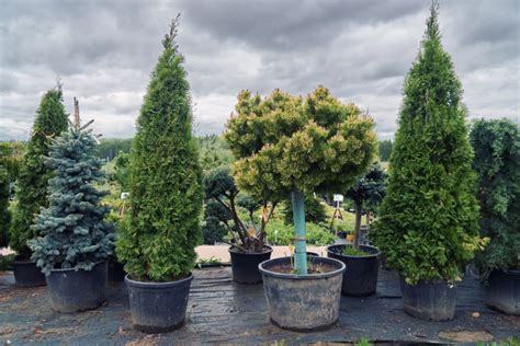 10 Small Trees That Grow Well In Pots Uk