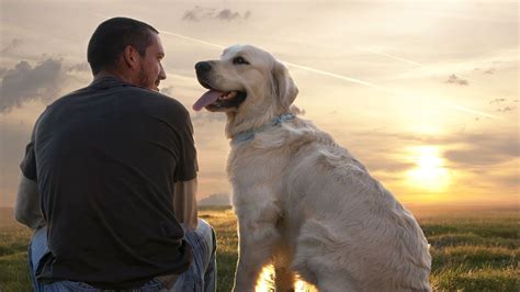 20 Secrets Why Dogs Make Us Happy Inside Dogs World