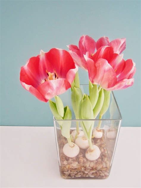 Faire Fleurir Des Bulbes De Tulipes En Vase Bulbe De Tulipe Tulipes