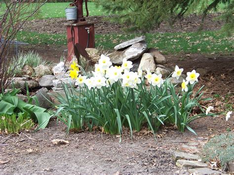 Easter Daffodils Gerlinstrk Flickr