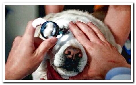 Canine Uveitis Symptoms And Treatment Dogsis
