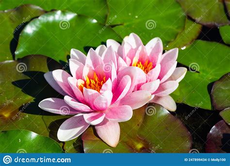 Water Lilies In The Pond Nymphaeaare A Genus Of Plants In The Water