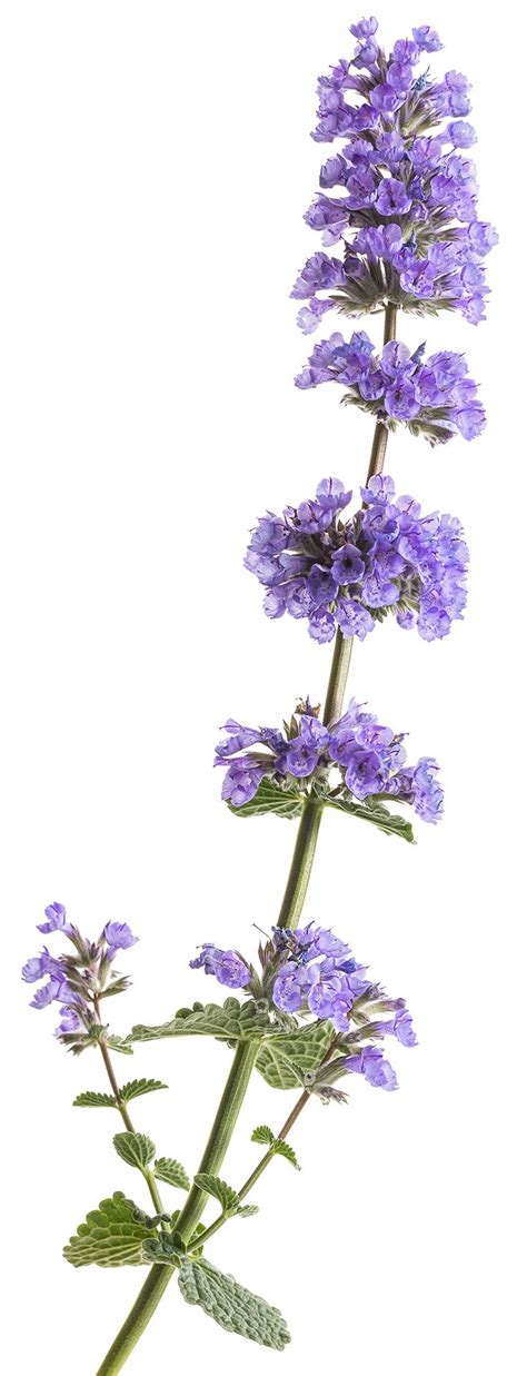 My sister always had impeccable pj style, which i got to know even better recently during facetime calls. 'Cat's Pajamas' - Catmint - Nepeta hybrid | Flower garden ...