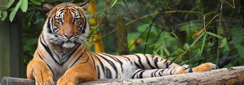 Malayan Tiger Habitat