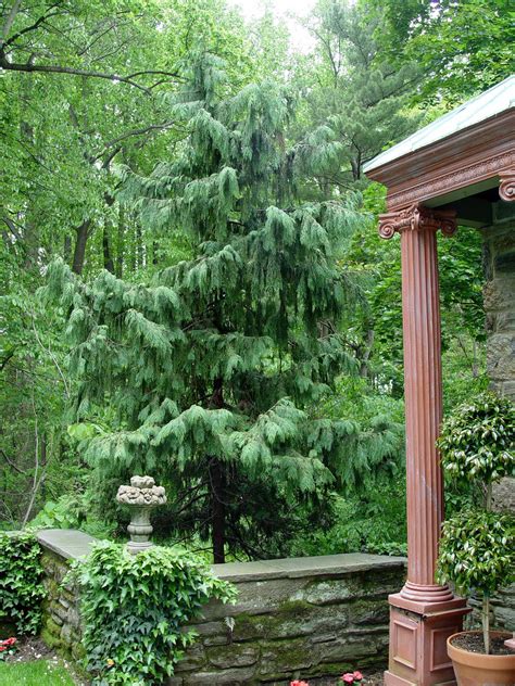 Weeping Alaska Cedar Garden Housecalls