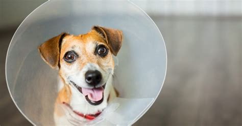 Some time zones exist that have the same offset as pet, but can be. What to Do Before and After Your Pet is Spayed or Neutered ...