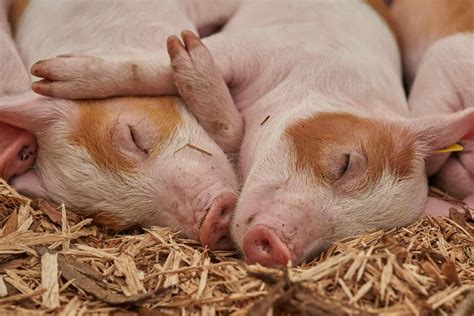 50 Pig Facts That Will Make You Squeal With Joy