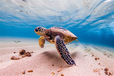 Ocean Animals Sea Turtle