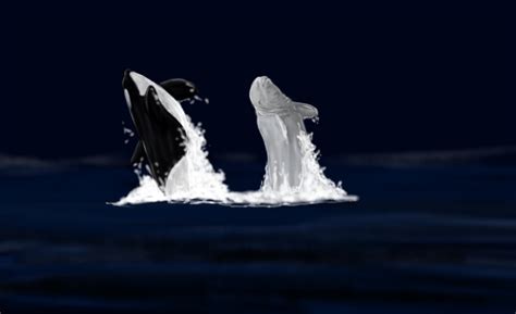 Orca Vs Beluga By Riku Glaedr On Deviantart