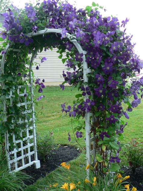 Clematis On Arbor