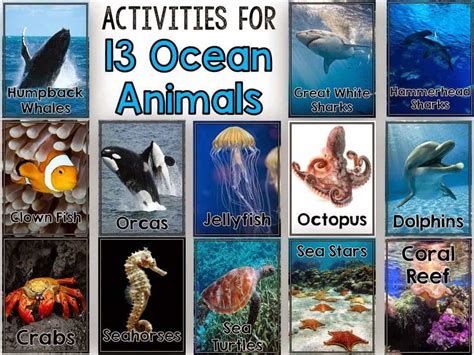 Sea Animals Real Images