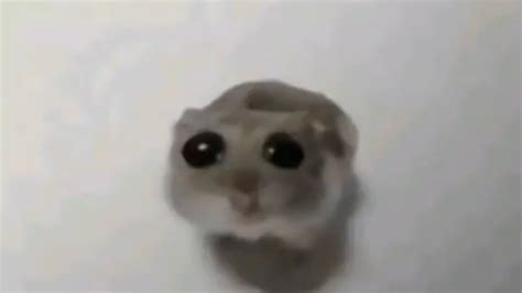 The Tiktok Sad Hamster Meme Explained