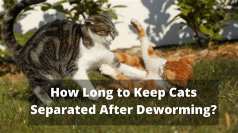 Imagine all of the parasites in the intestines all dying at once. How Long to Keep Cats Separated After Deworming ...