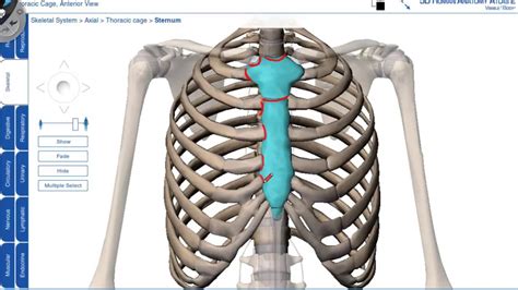 Anatomy is to physiology as geography is to history: Thorax - 3D anatomy tutorial - YouTube