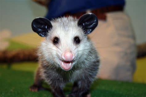 How To Care For A Wild Baby Opossum Race Day Marc