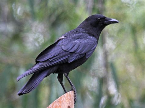 Fileamerican Crow Sandiego Rwd Wikimedia Commons