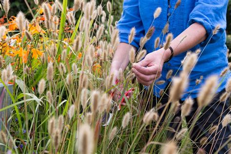 How To Collect And Store Grass Seed Bbc Gardeners World Magazine
