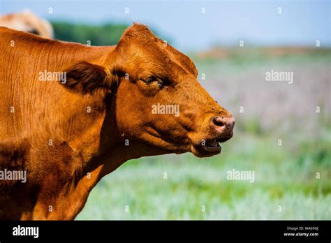 Red Brown White Cow At South Steppe Stock Photo Alamy