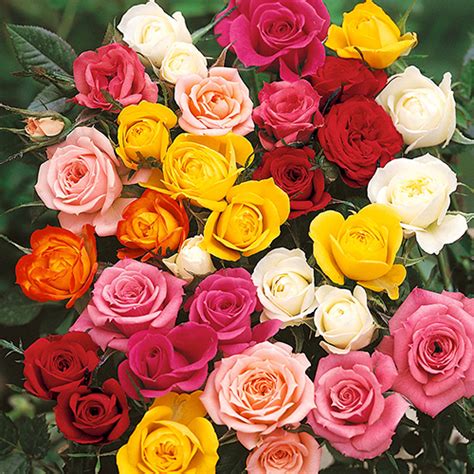 The Best Ever Hybrid Tea Rose Bush Collection Yougarden