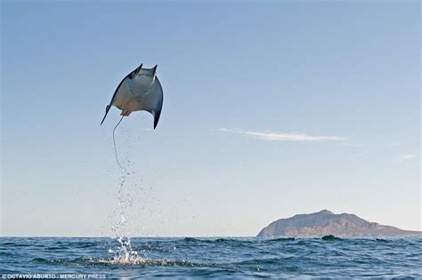 Devil Rays Shoot Up Over 10 Feet Into The Air Out Of The Sea In