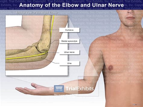 Anatomy Of The Elbow And Ulnar Nerve Trialexhibits Inc