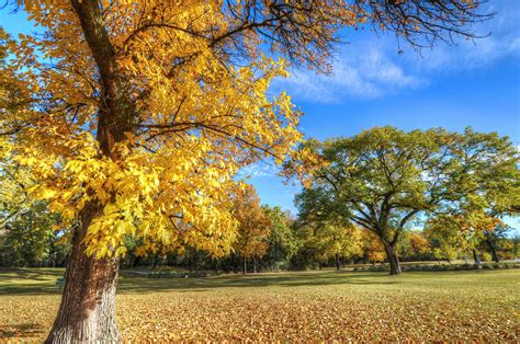 2560x1440 Park Autumn Trees 1440p Resolution Wallpaper Hd Nature 4k