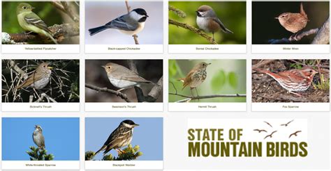 Updated For 2020 State Of The Mountain Birds Report Vermont Center