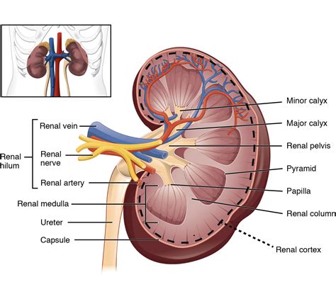 The kidneys are situated below the diaphragm, one on either side of the spine. 25.1 Internal and External Anatomy of the Kidney - Anatomy ...