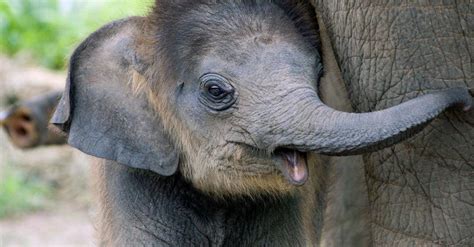 What Is The Name Of A Baby Elephant Dotts Foreweet