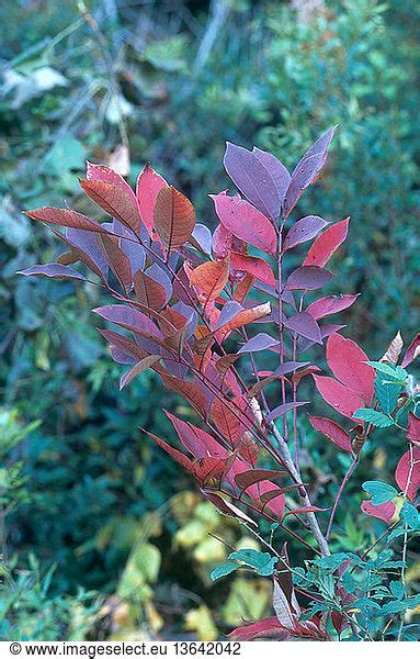 Poison Sumac In Fall Colors Toxicodendron Vernix Sneads Ferry Poison