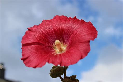 Stock Rose Flowering Mallow Free Photo On Pixabay