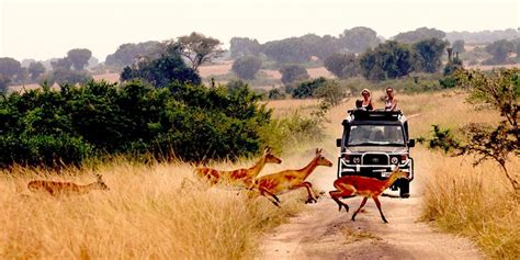 Uganda Tours Guided And Self Drive Uganda Tour Packages