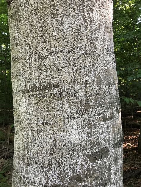 Beech Bark Disease Public Works And Environmental Services