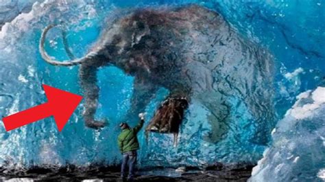 Animals Found Frozen In Ice Doovi