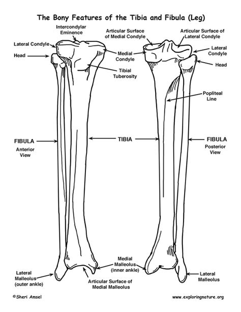 Leg Bone Diagram Labeled Human Leg Bone Structure Human Anatomy