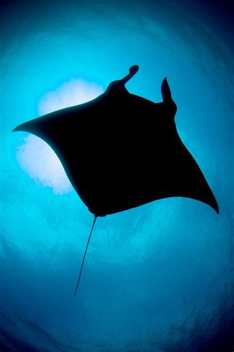 New Insight Into The Deep Lives Of Reef Manta Rays Manta Ray