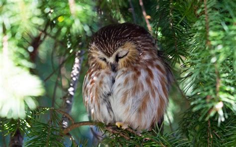 Sleeping Owl On A Branch In A Sunny Day Wallpaper Download 320x480