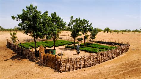 New Funds Could Help Grow Africas Great Green Wall But Can The
