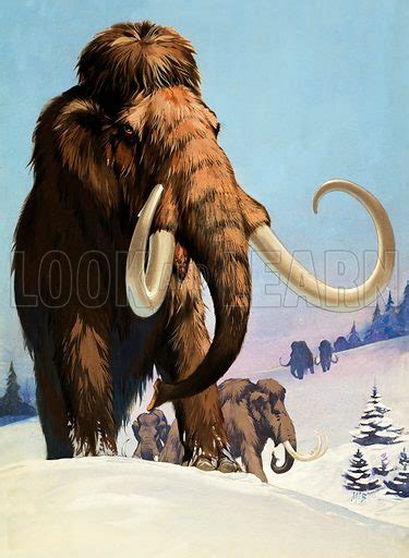 Woolly Mammoths Prehistoric Animals Of The Ice Age Stock Image Look
