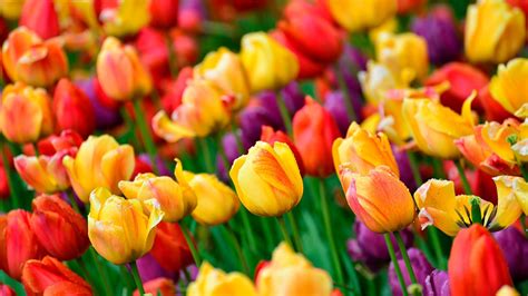 Colorful Tulips Wallpaper Backiee