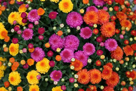 Multi Colored Mums Photograph By Living Color Photography Lorraine