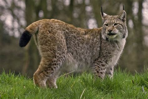 Worlds Top 10 Species Of Wild Big Cats