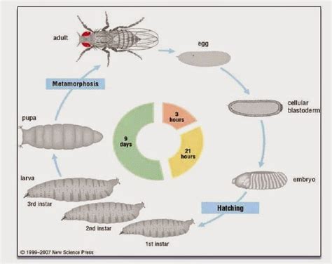 life cycle of drosophila melanogaster at c download scientific sexiz pix